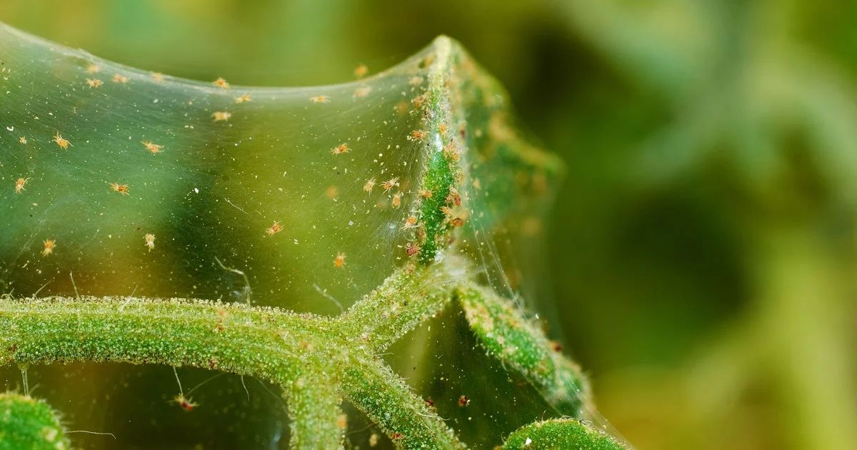 Spider Mites: Tiny But Terrible in potato