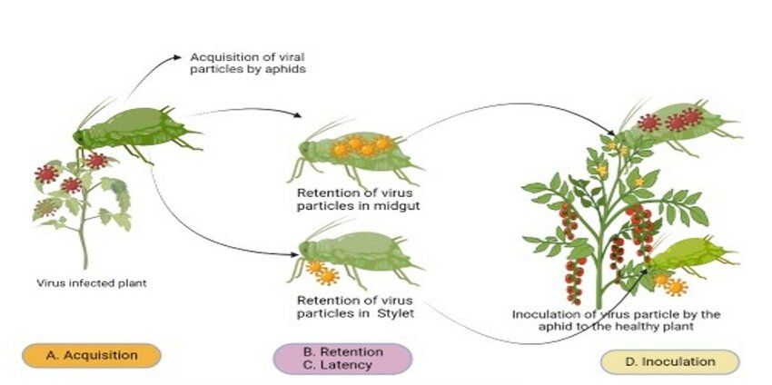 How PLRV Spreads: Understanding the Aphid Vector  