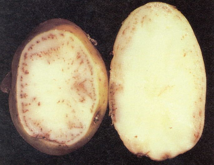  Potato Leafroll Virus: Tuber Net Necrosis