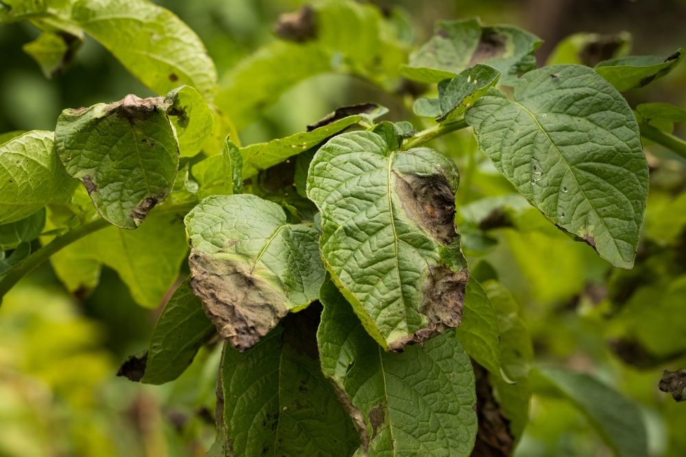 Late Blight: The Most Destructive in potato