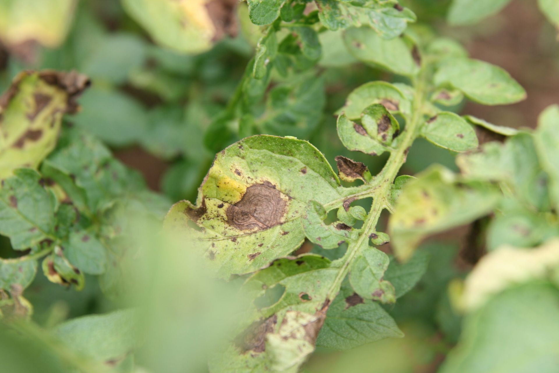 Early Blight: Slower but Relentless in potato