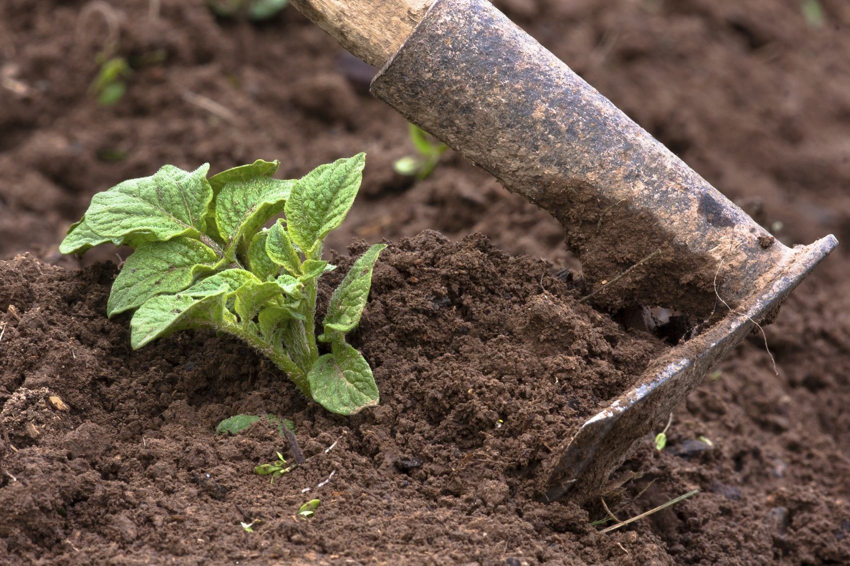 What Is Hilling in potato planting