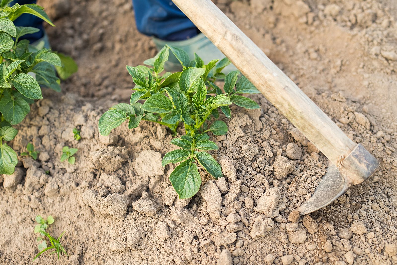 Traditional Hand Tools in hilling potato