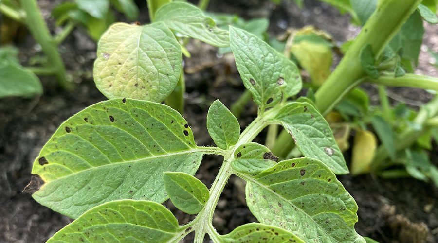 potato nutrient deficiency Magnesium: The Photosynthesis Heart