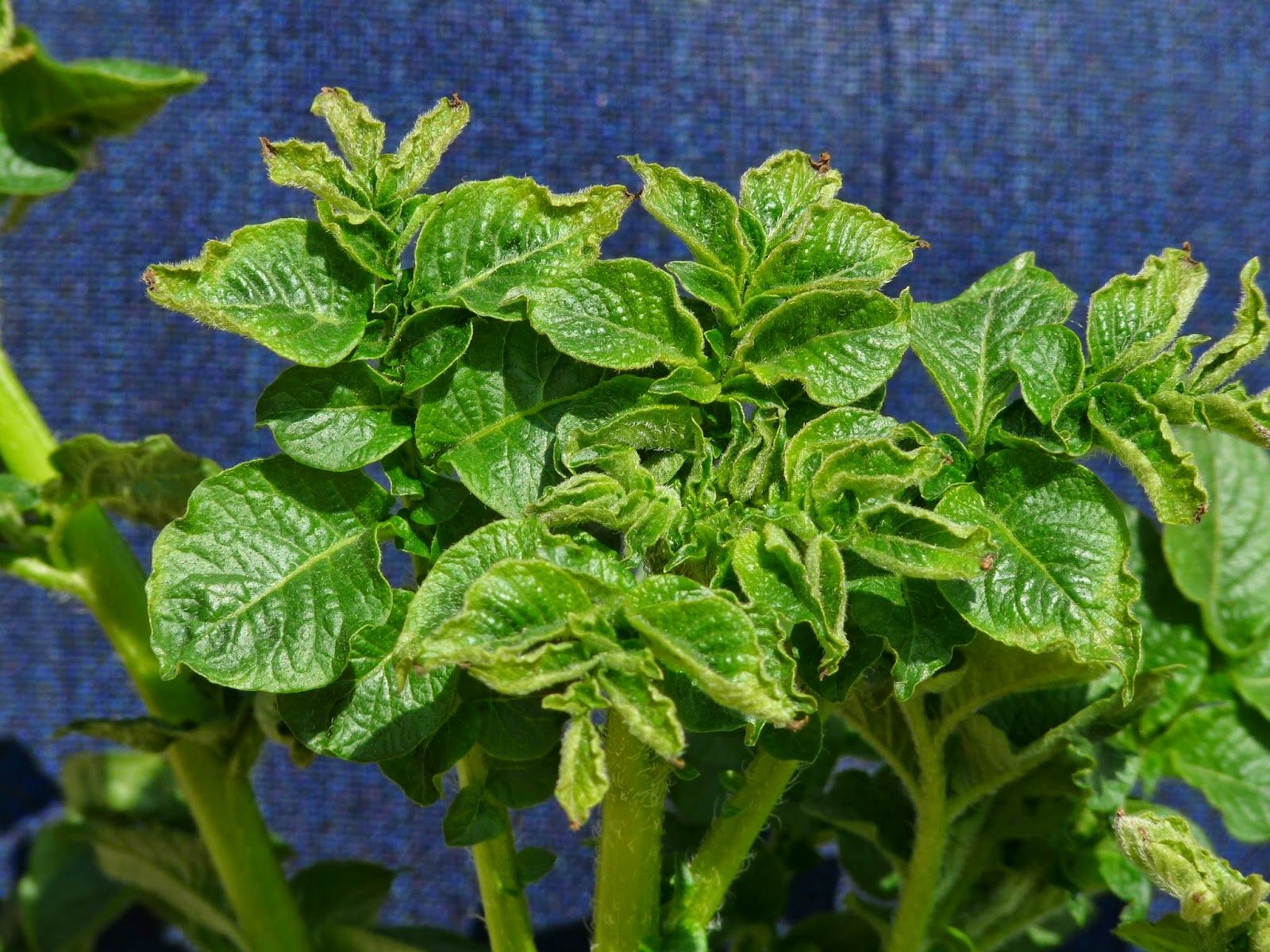 potato nutrient deficiency Zinc and Manganese: Young Leaf Impacts