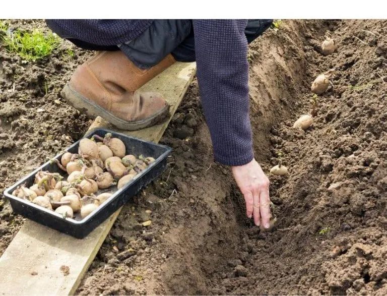 potato planting depth The Standard Approach: 4 to 6 Inches Deep