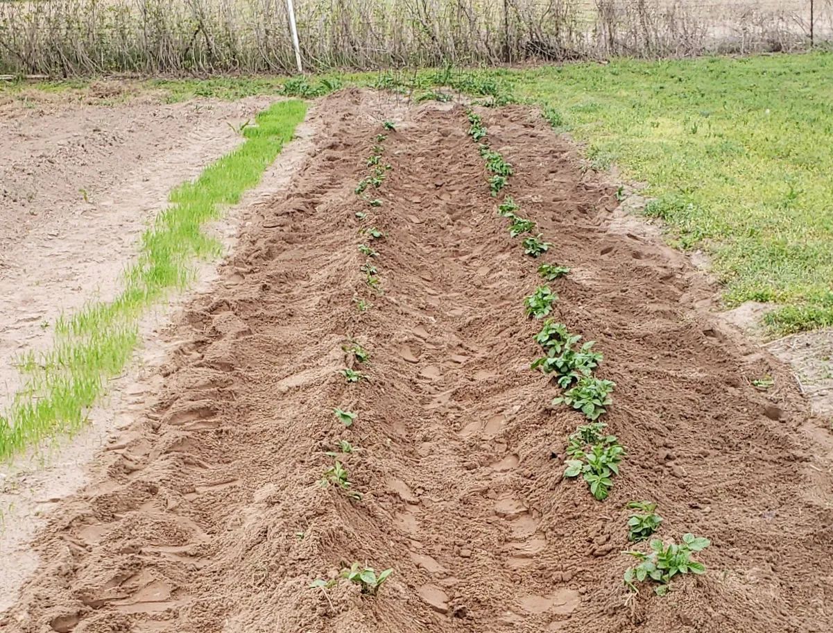 Traditional Trench Method    The in potato planting