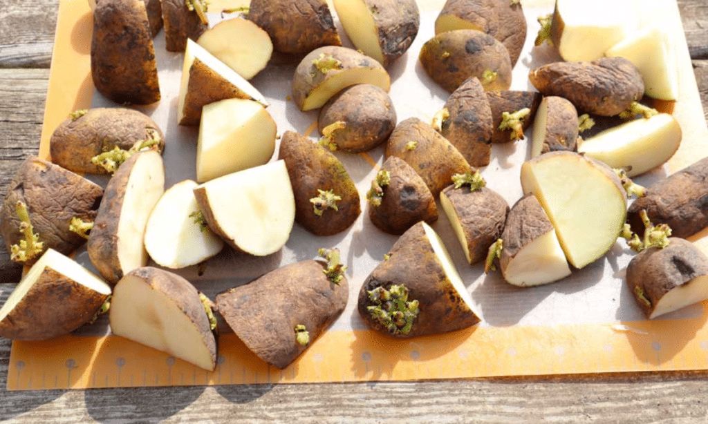 potato planting depth Cutting and Curing before planting