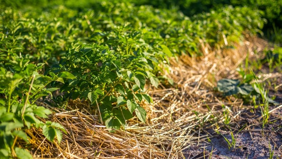 Shallow Planting with Straw Mulch in potato