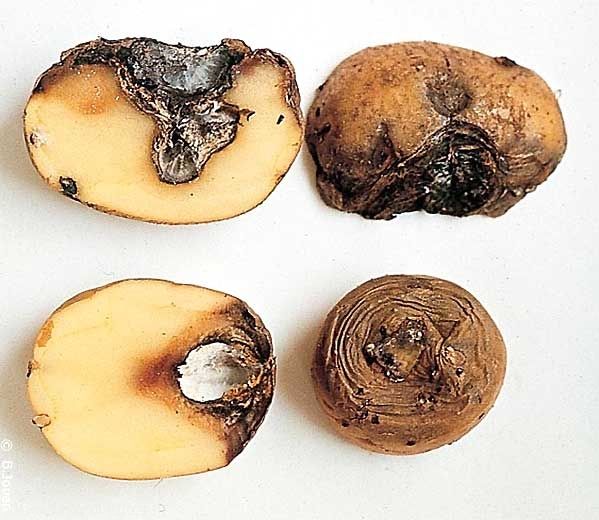 What Is Potato Gangrene: Understanding the Disease