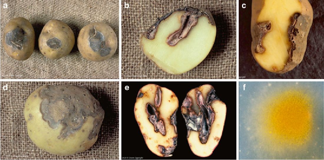Understanding Gangrene Development: How Infection Happens    Gangrene in potato