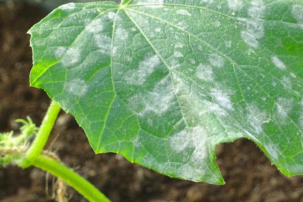 cucumber plant care guide Powdery mildew