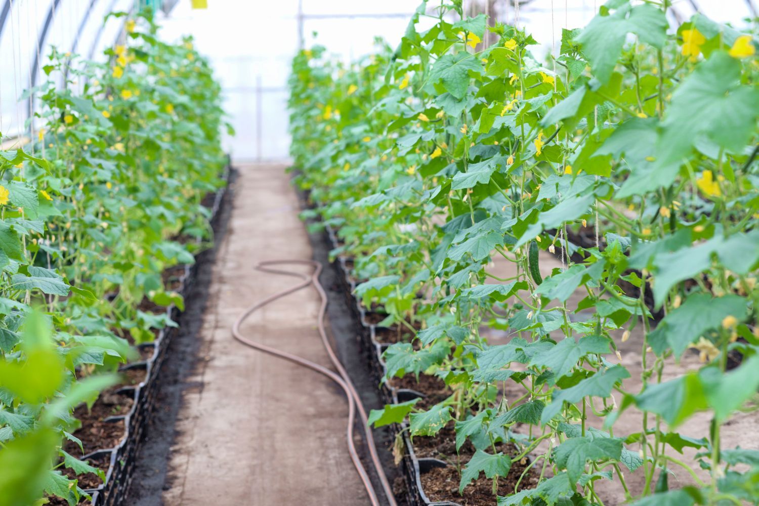 When to Plant Cucumbers introduction