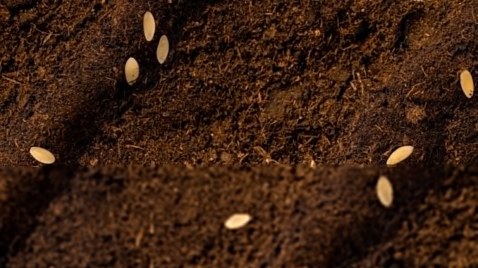 Direct Sowing Advantages    Planting cucumber