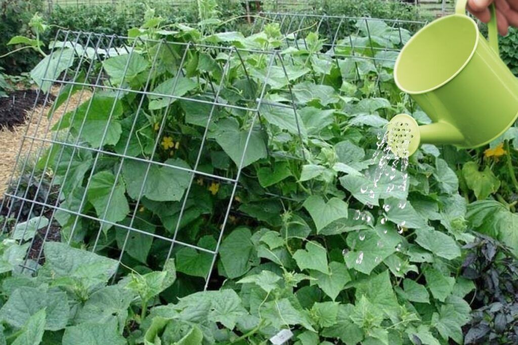 Why Cucumbers Demand Consistent Water