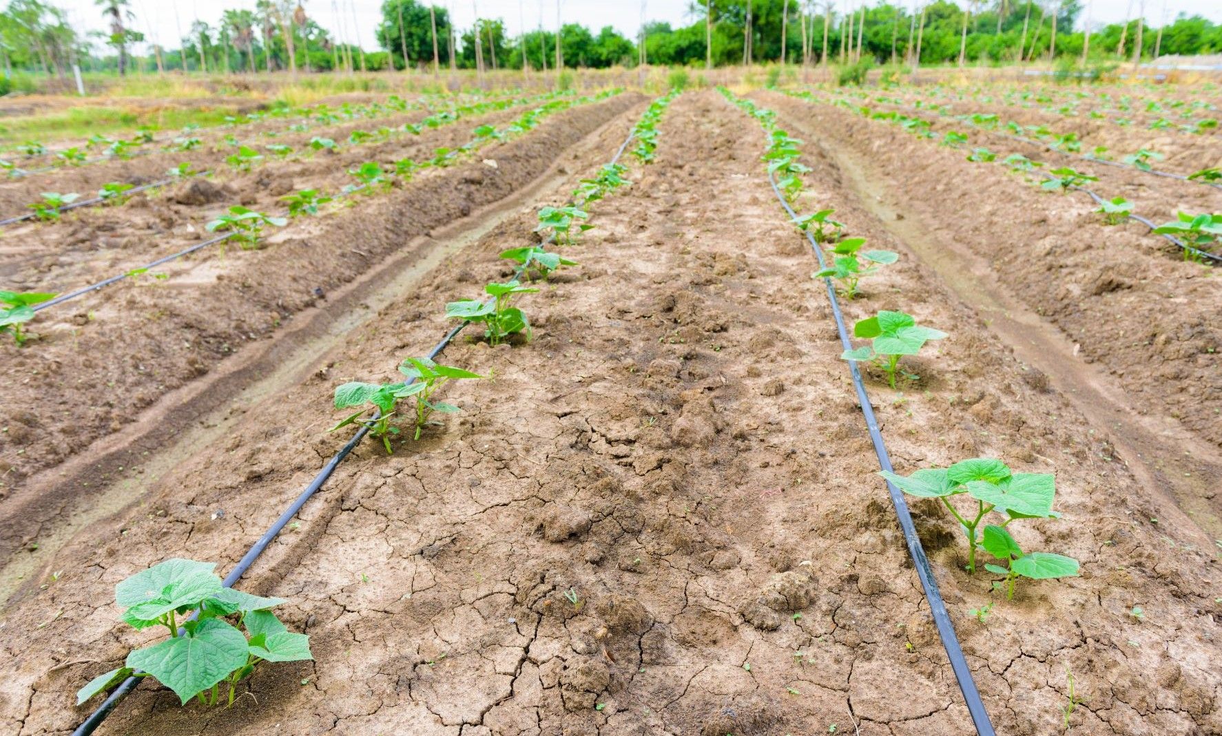 cucumber watering guide Drip Irrigation: The Ideal Solution