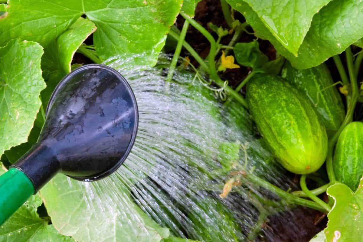 cucumber watering guide Overhead Watering: When and How to Use It