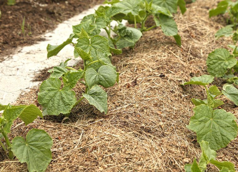 cucumber watering guide Mulching: Conserving Water and More