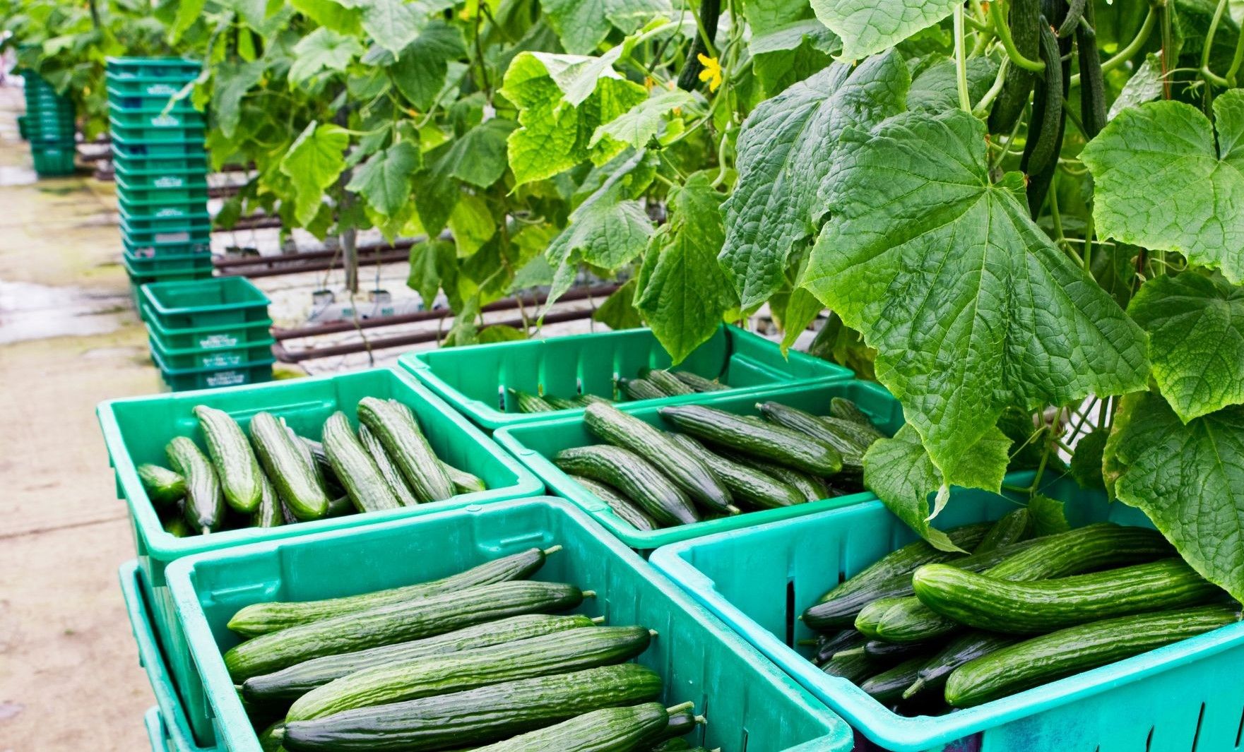 Burpless English Cucumbers for Fresh Salads Burpless or English Cucumbers
