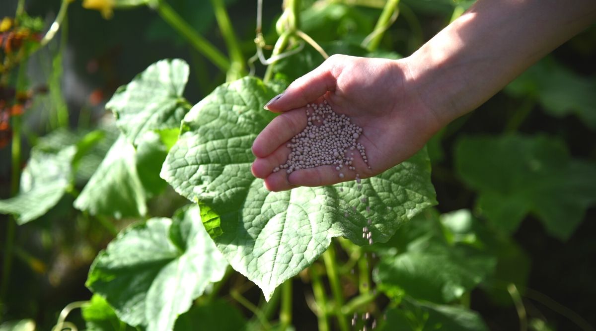 Adding Organic Matter and Balanced Fertilizer cucumbers