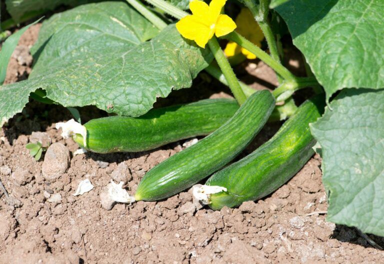 Sandy Soil Benefits for Growing Cucumbers Sandy Soils for cucumbers