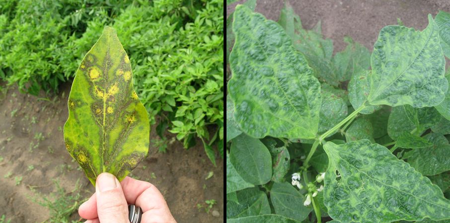 Cucumber Mosaic Virus Overview Cucumber Mosaic Virus