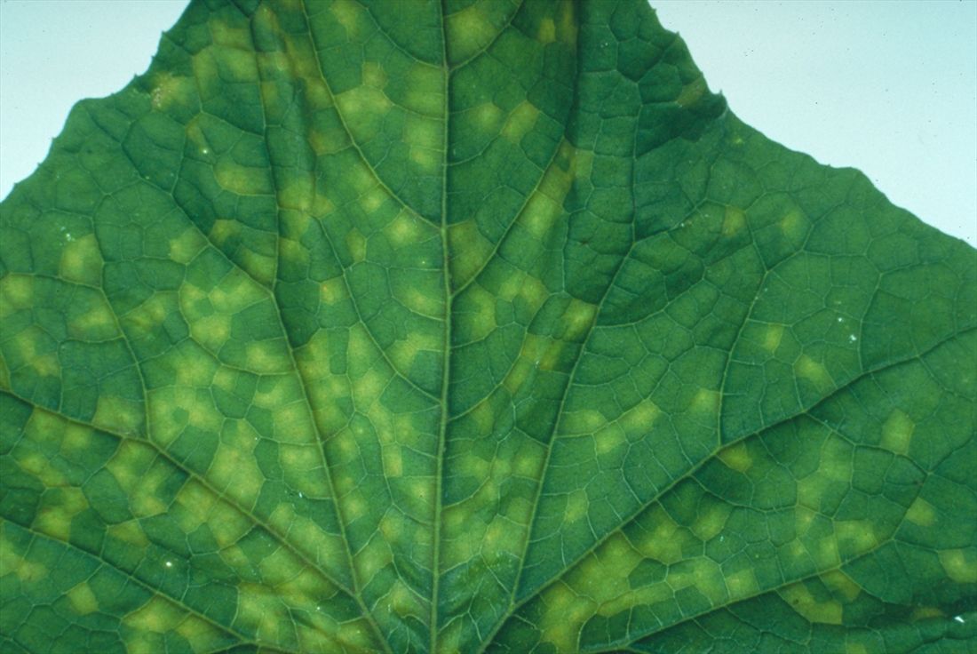 Cucumber Downy Mildew Disease Overview Cucumber Downy Mildew