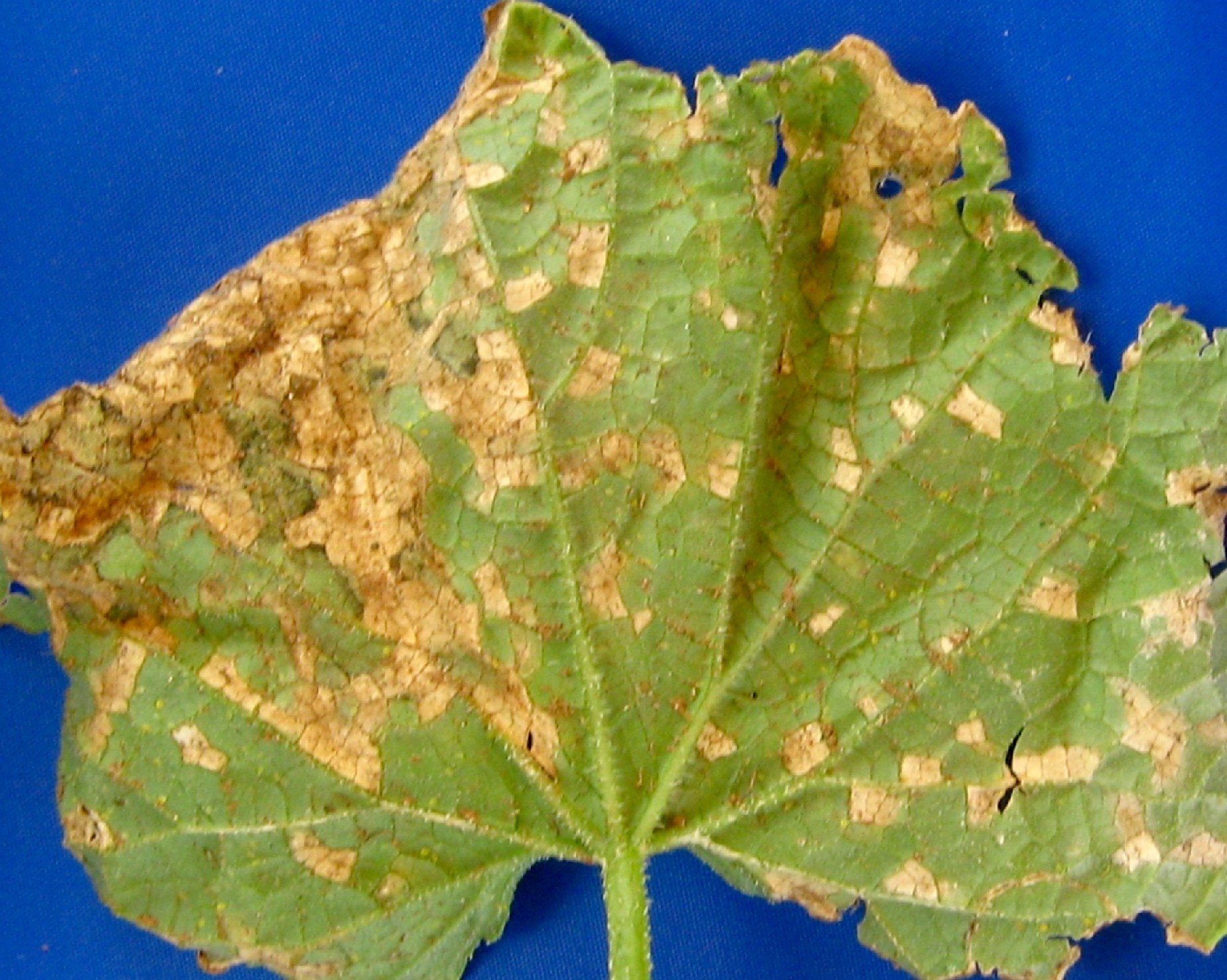 Identifying Cucumber Angular Leaf Spot Disease cucumber disease identification Cucumber Angular Leaf Spot
