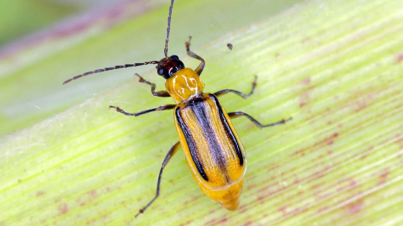 Cucumber Beetles in Their Natural Habitat Cucumber beetles