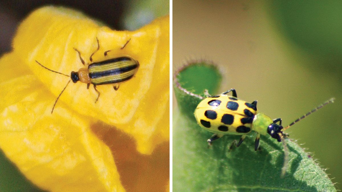 Cucumber Squash Bugs Overview Cucumber Squash bugs