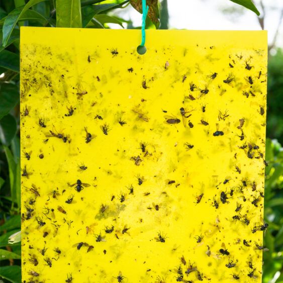 Effective Yellow Sticky Traps for Pest Control Yellow sticky traps