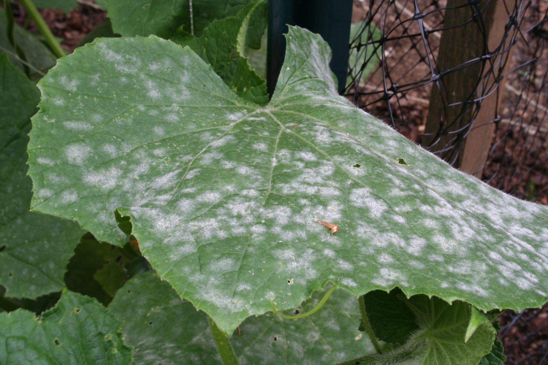 Cucumbers Affected by Powdery Mildew Powdery mildewin cucumbers