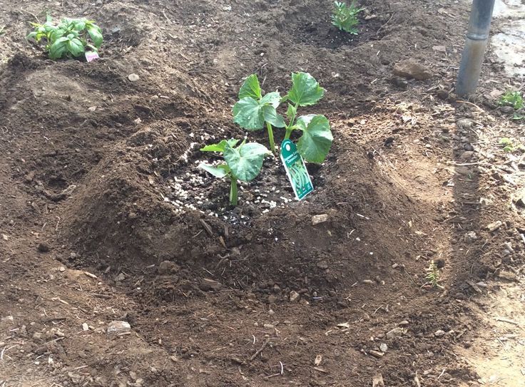 Basic Procedure for Cucumber Mound Creation Creating Your Mound: The Basic Procedure in cucumber