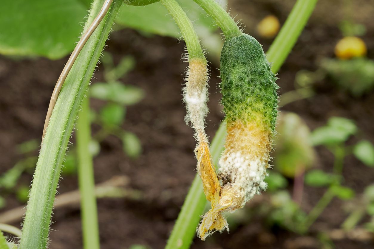 Understanding Blossom-End Rot in Cucumbers Calcium Deficiency: The Blossom-End Problem in cucumbers