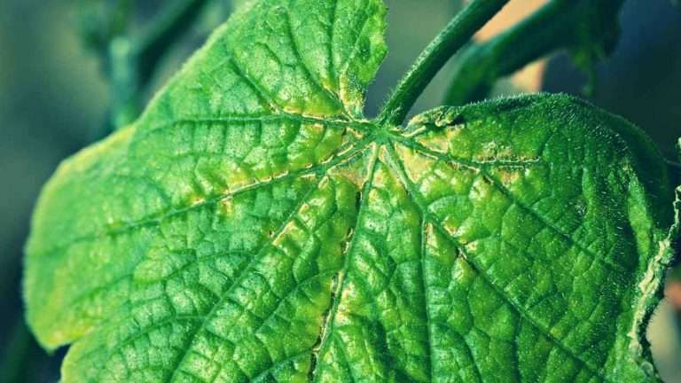 Phosphorus Deficiency in Cucumbers Explained Phosphorus Deficiency: The Overlooked Issue in cucumbers