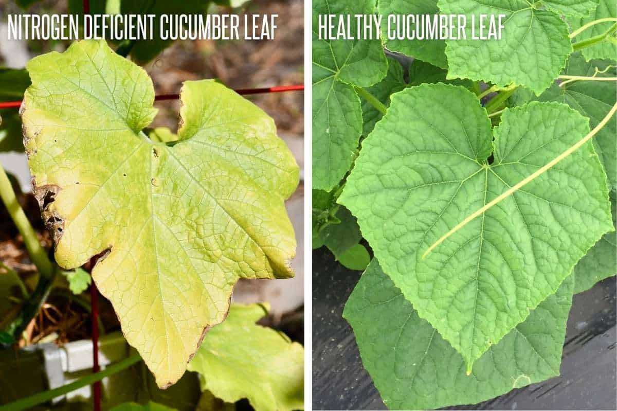 Cucumber Nitrogen Deficiency Explained Nitrogen Deficiency: The Most Common Problem in cucumbers