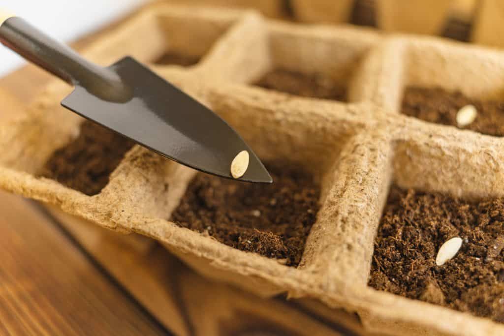 Direct Seeding Technique for Cucumbers Direct Seeding in cucumbers