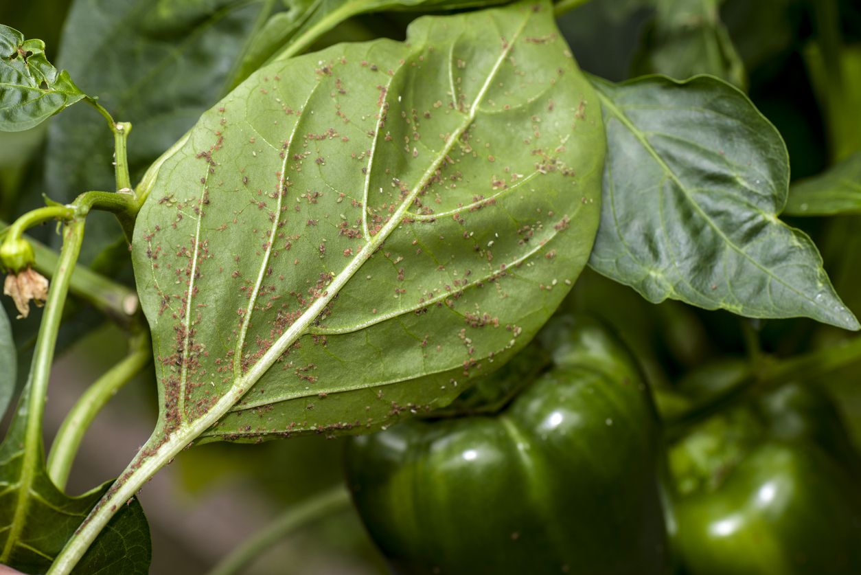 pepper plant care guide Managing Pests and Diseases