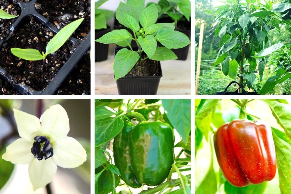 Understanding Your Pepper Plant Basics