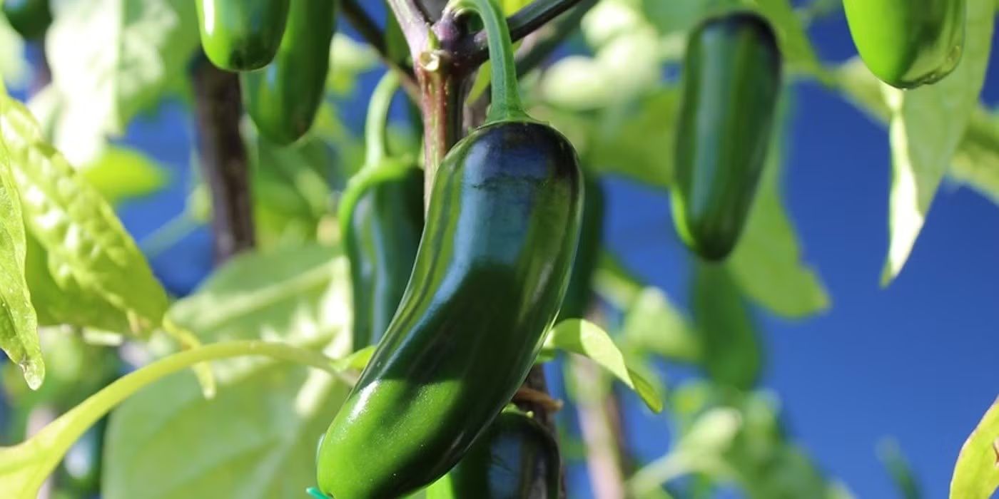 Lighting Requirements: Why Peppers Love the Sun