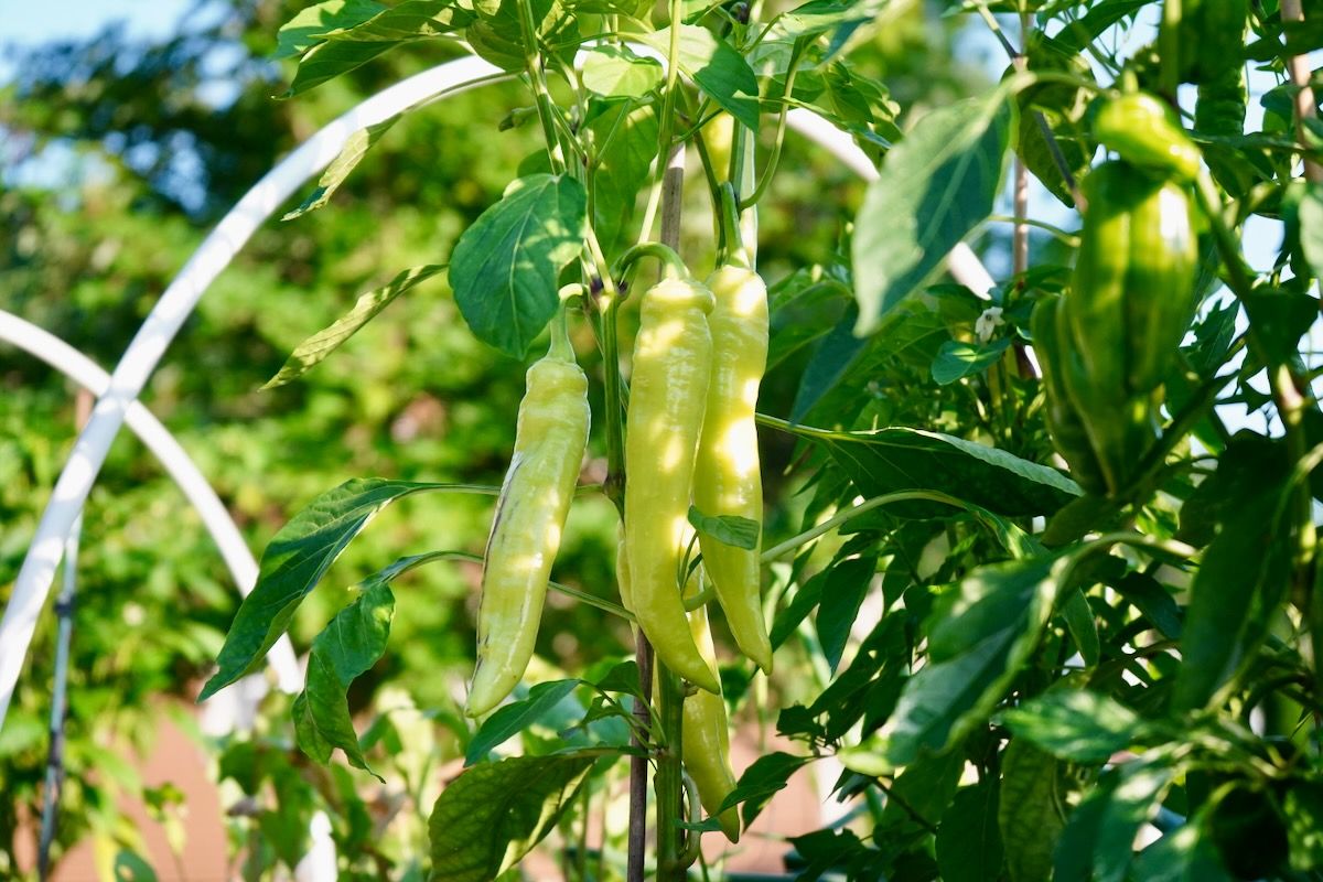 Preventing Pepper Disease: Key Insights pepper disease prevention Why Prevention Matters More Than Treatment
