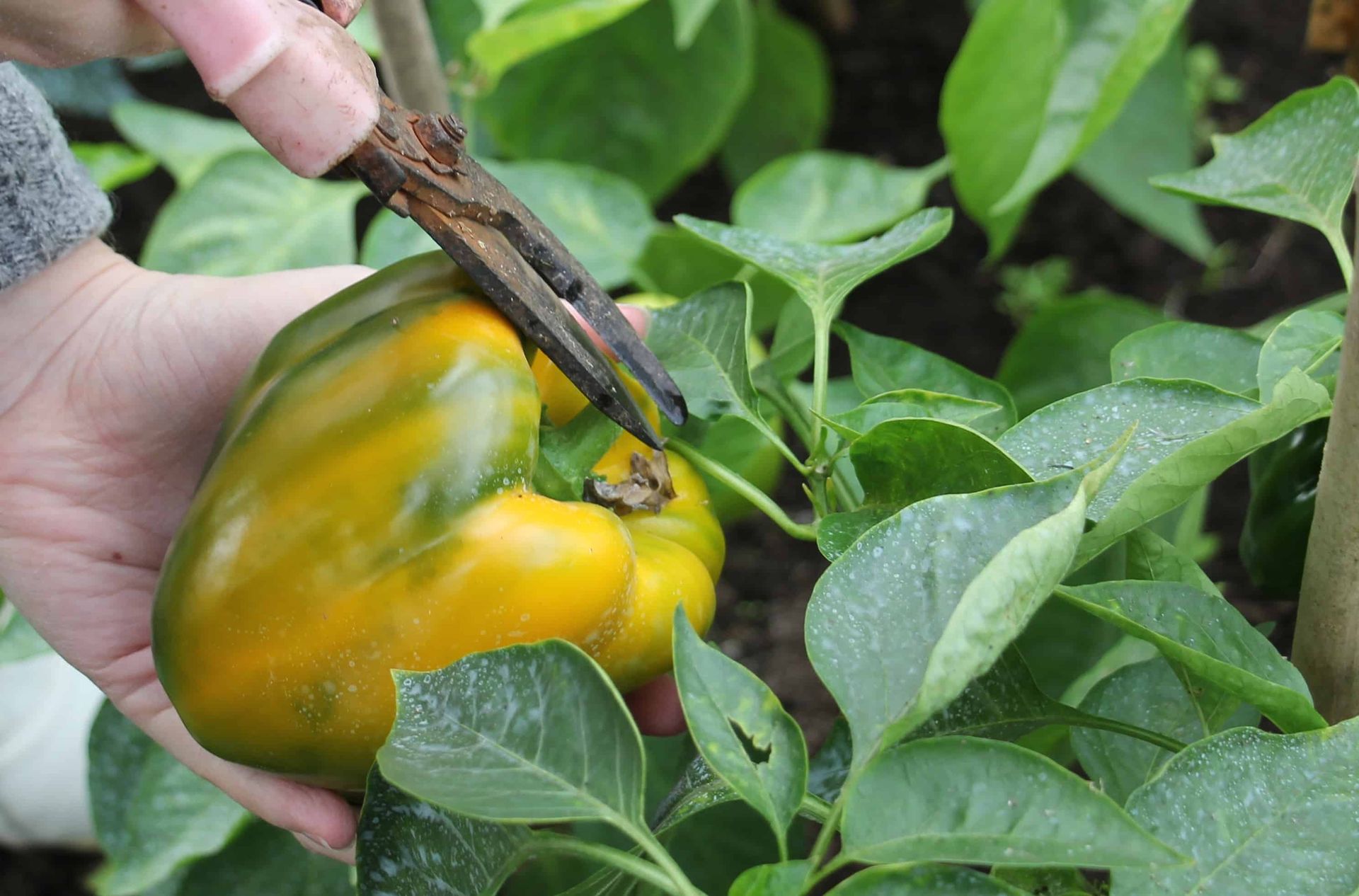 Bell Peppers: When and How to Harvest