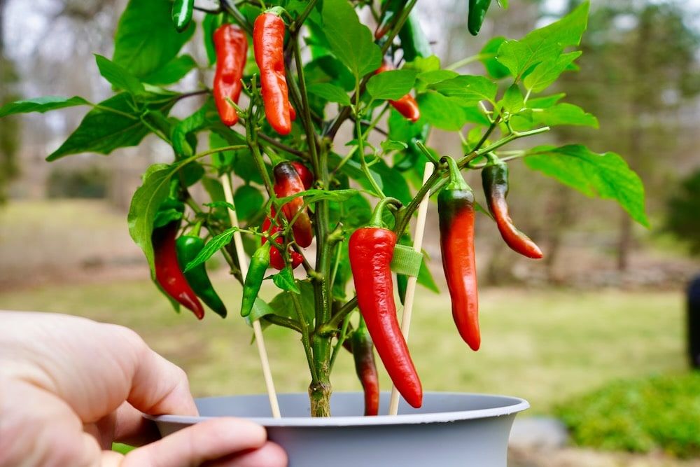 Hot Peppers: Cayenne and Other Varieties