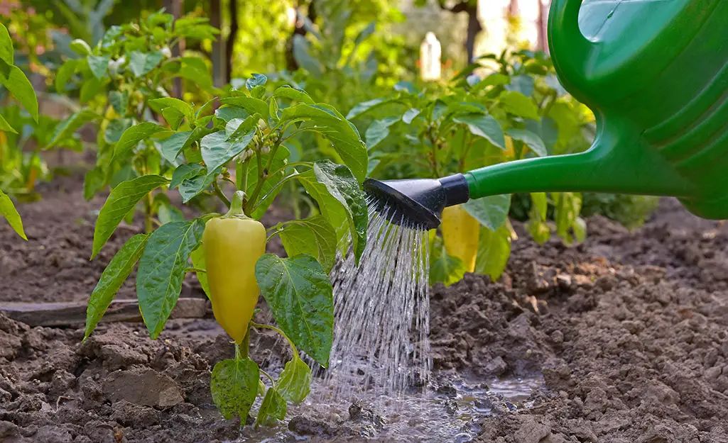 Importance of Proper Watering for Peppers Why Proper Watering Matters for Peppers