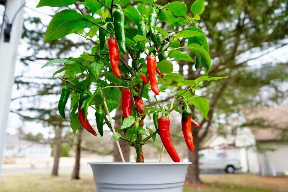 Watering Challenges for Container Peppers Container Pepper Watering: The Additional Challenge