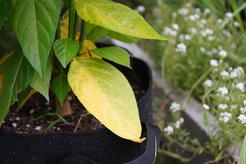 Pepper Fertilizer Guide: Nitrogen Deficiency Signs pepper fertilizer guide Yellow leaves typically indicate nitrogen deficiency