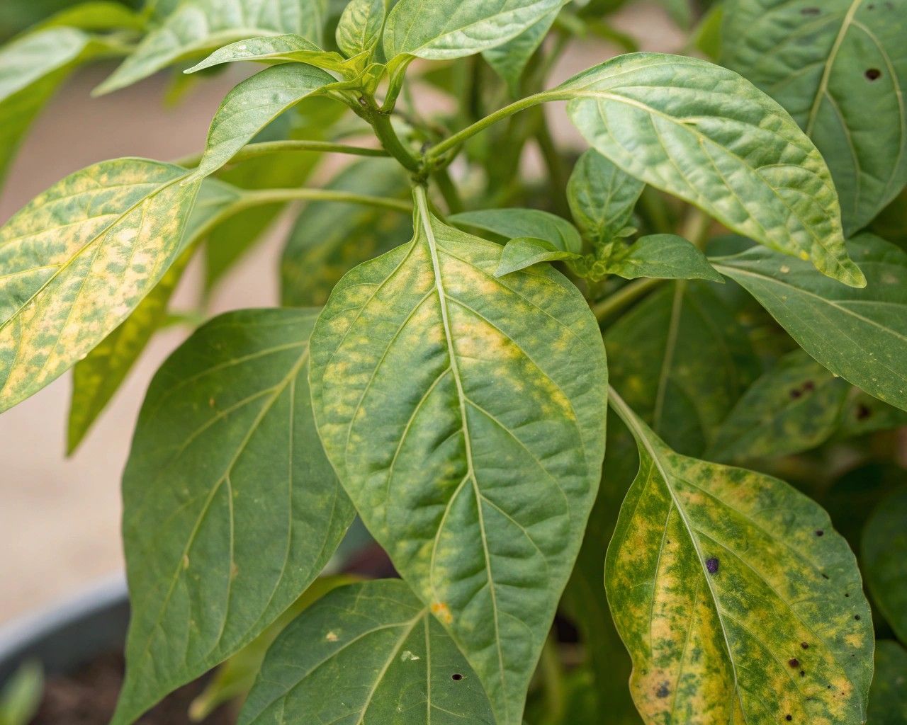 Pepper Fertilizer Guide: Addressing Growth Issues pepper fertilizer guide Stunted overall growth despite warm temperatures and good light often indicates phosphorus or potassium problems