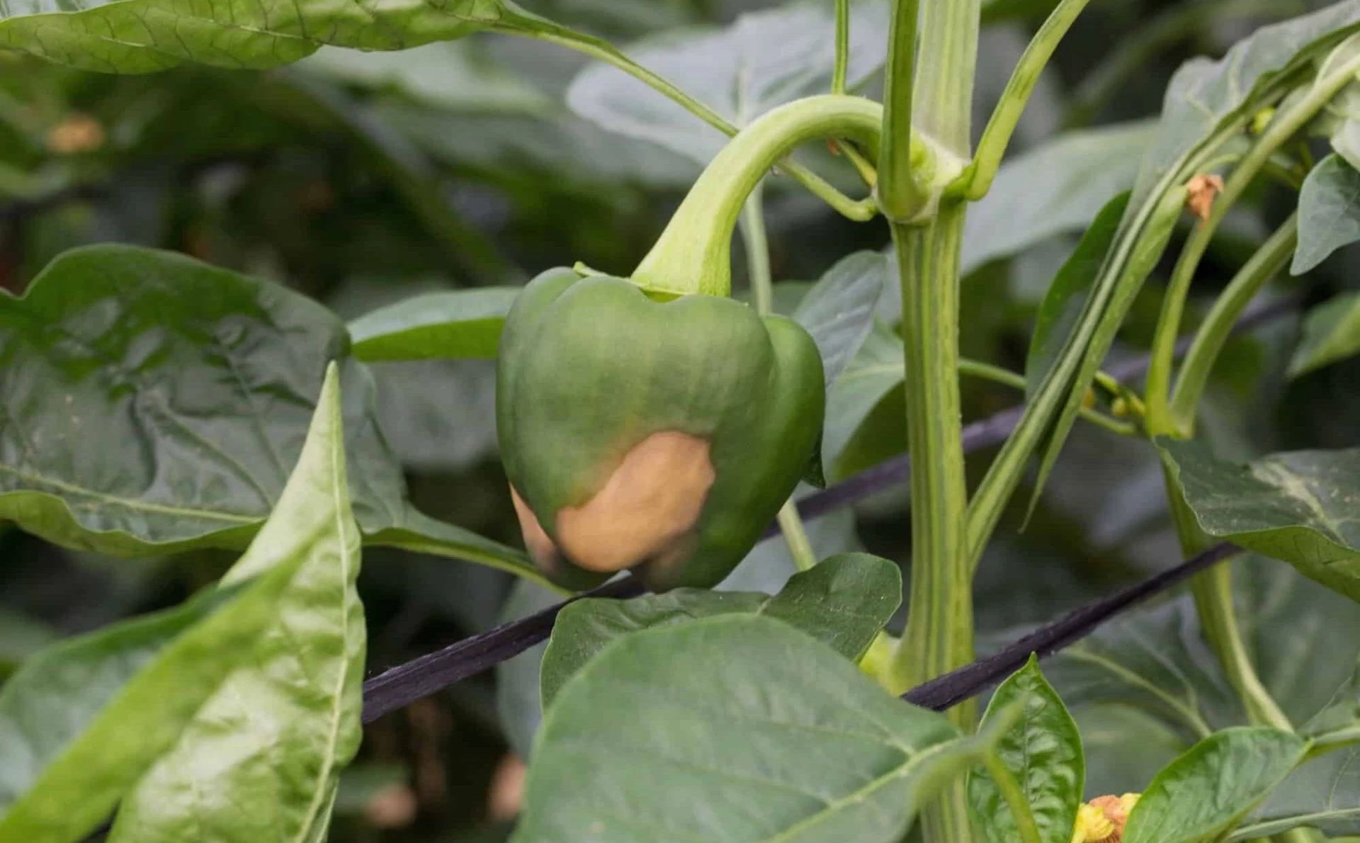 Pepper Fertilizer Guide for Healthy Growth pepper fertilizer guide Small, thin-skinned, or flavorless peppers point to potassium or calcium shortages