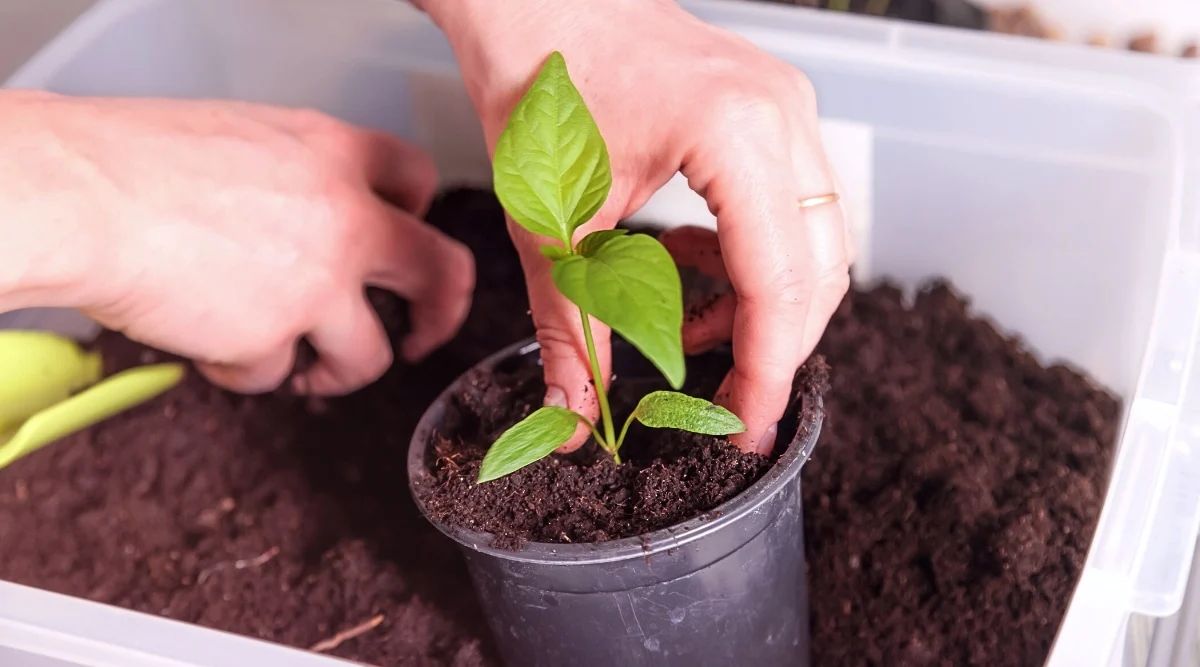 Optimal Container Size for Growing Peppers Container Size and Soil Volume: Getting the Proportions Right for peppers