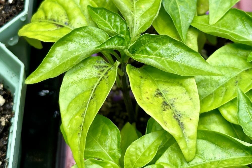 Identifying pH Issues in Pepper Plants If your pepper plant leaves look purplish or have yellowing between the veins, the issue is likely pH related